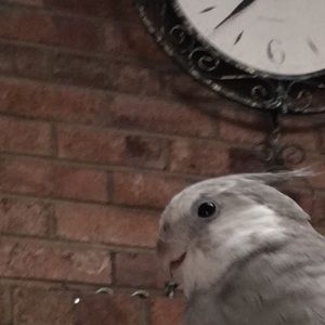 Meet your Posher, Diana